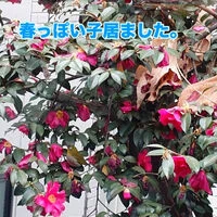 ブログ画像